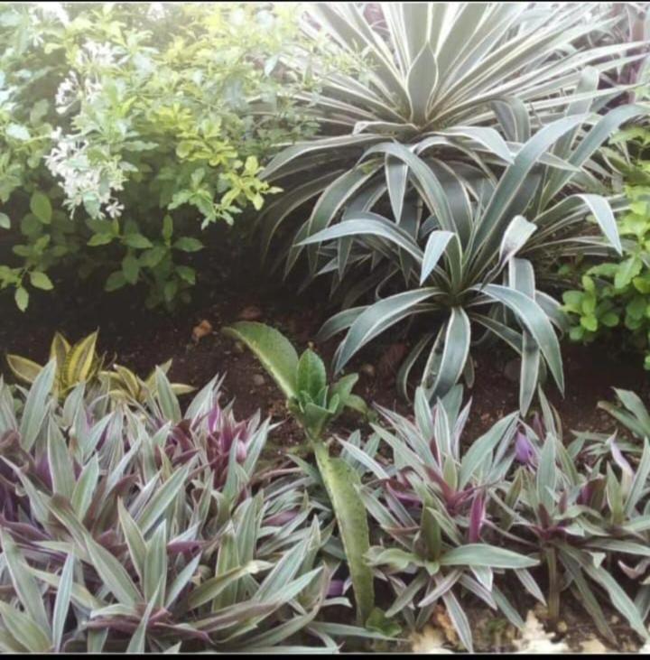 The Seaside Garden Guesthouse Buccoo 외부 사진